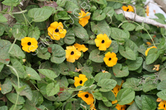 Thunbergia alata